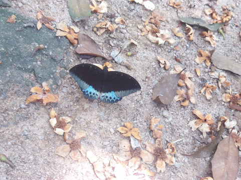 羊台山-深圳市必去景点