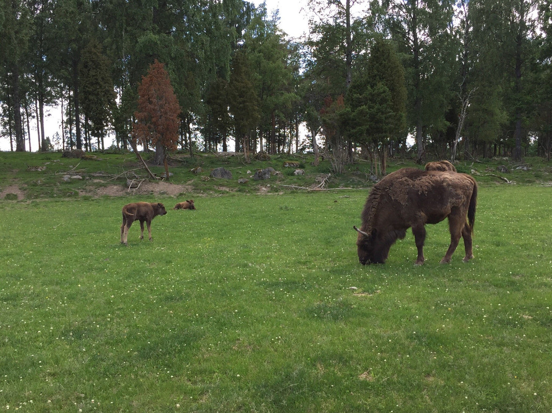 Kungsbyn Animalpark-韦斯特罗斯必去景点