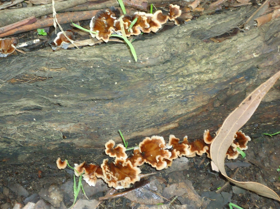 Rotary Park-沃拉格尔必去景点