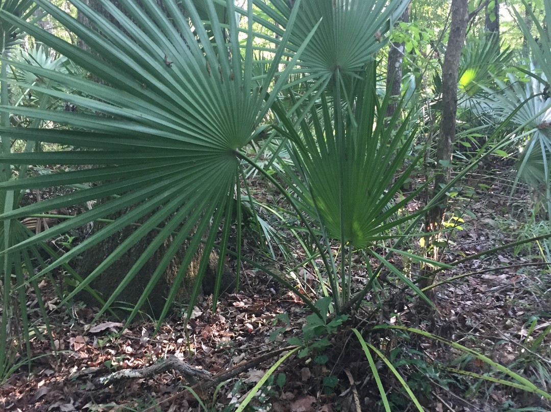 Black Creek Trail-橙园必去景点