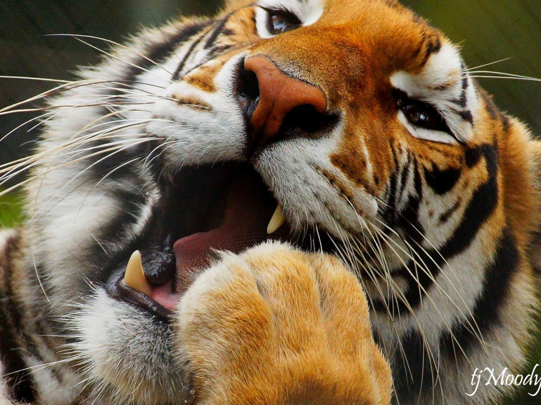 Wild Felid Advocacy Center of Washington景点图片