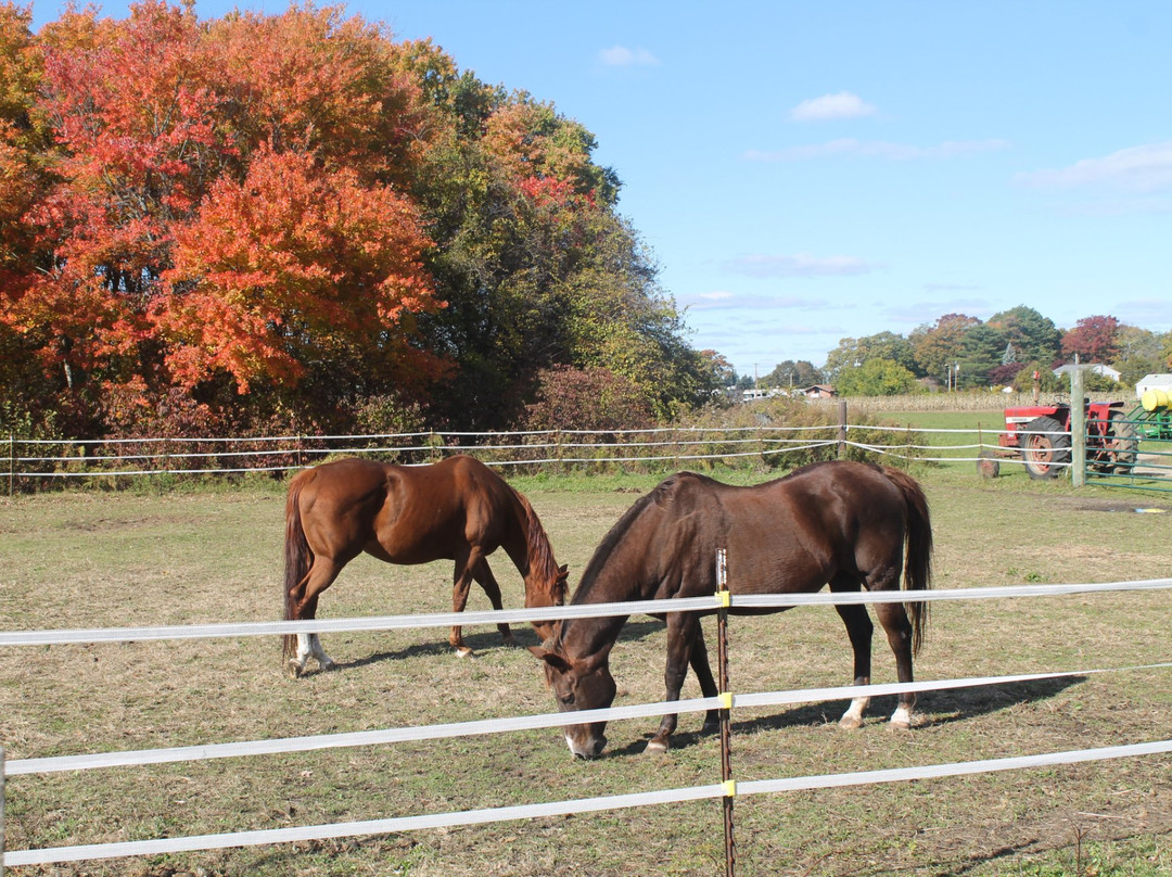 Morris Farm-沃威克必去景点