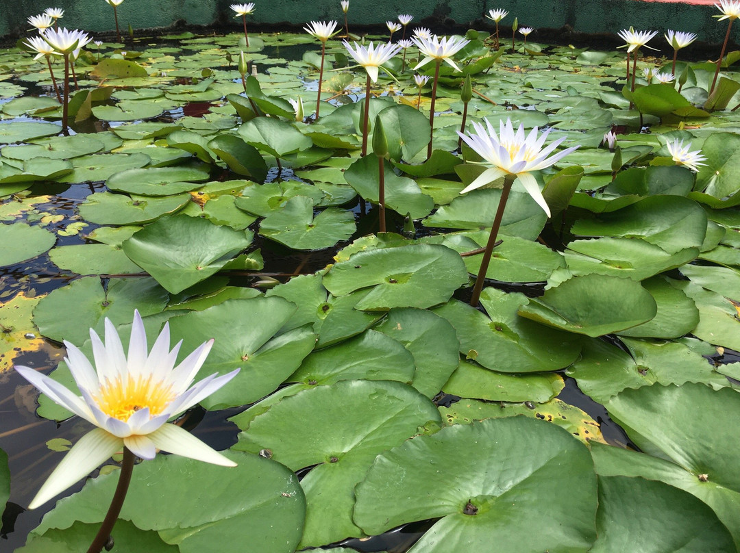 Bell Church-杜马盖地必去景点