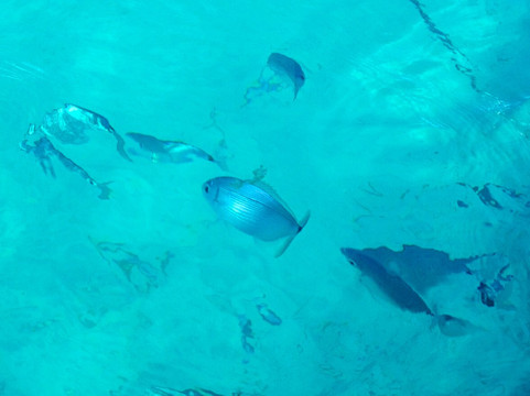 Rent Boat Ibiza-圣安东尼德波特曼尼必去景点