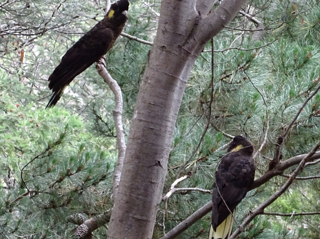 Bruny 4x4 Forest to Coast Adventures-霍巴特必去景点