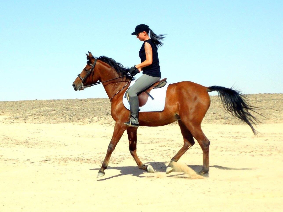 Happy Horse Stable Magawish Horseriding-赫尔格达必去景点