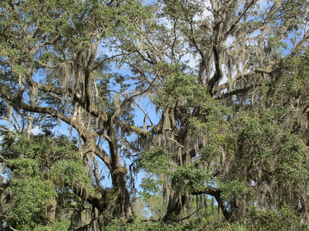 Crystal River Preserve State Park Eco-Walk-克里斯特尔里弗必去景点