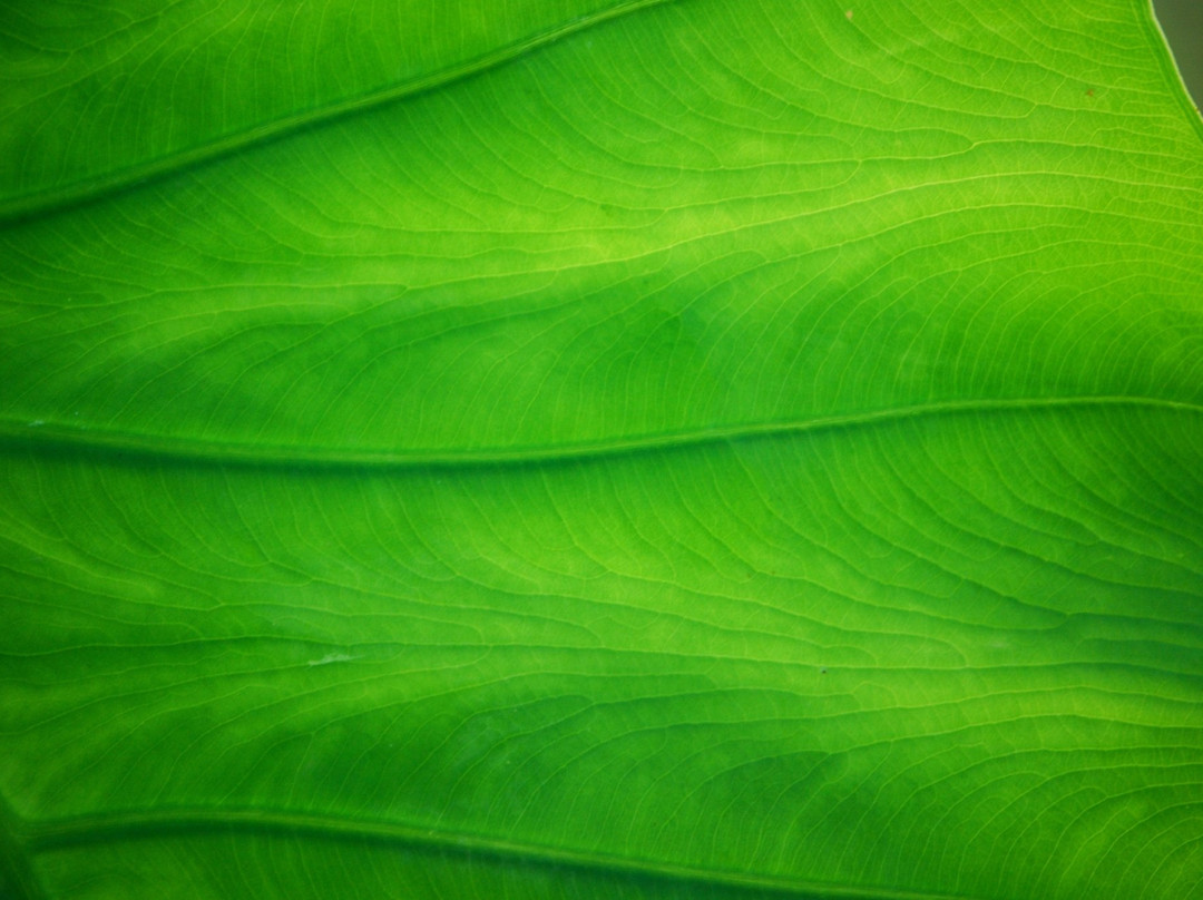 The Gardens at SIUE-Edwardsville必去景点