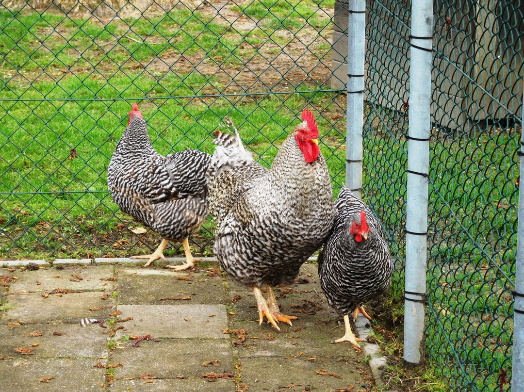 Kinderboerderij de Klepperhoeve-Middelburg必去景点