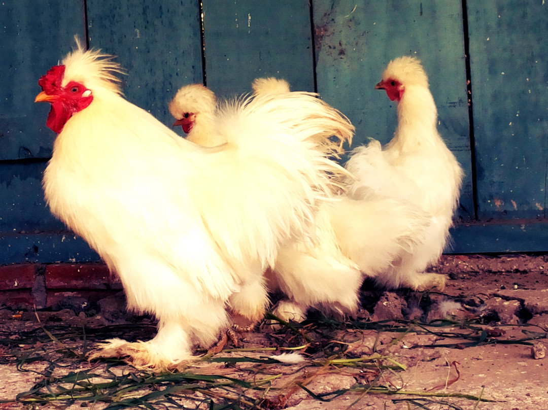 Nova Alemanha-Ivoti必去景点