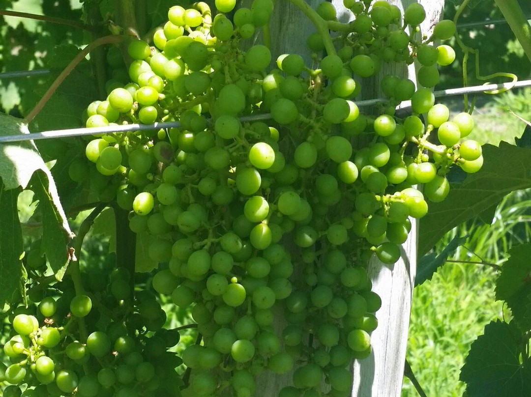 Turdo Vineyards & Winery景点图片
