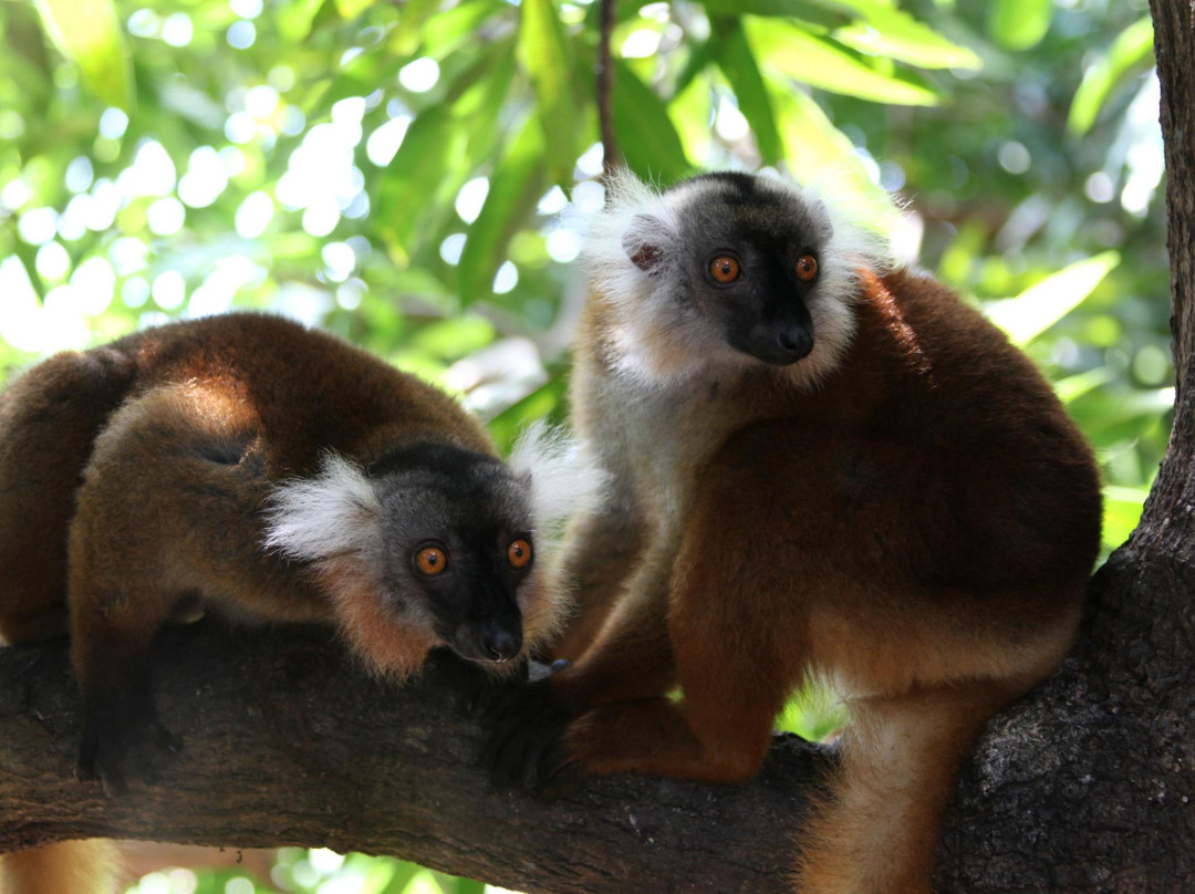 Black Lemur Sanctuary景点图片