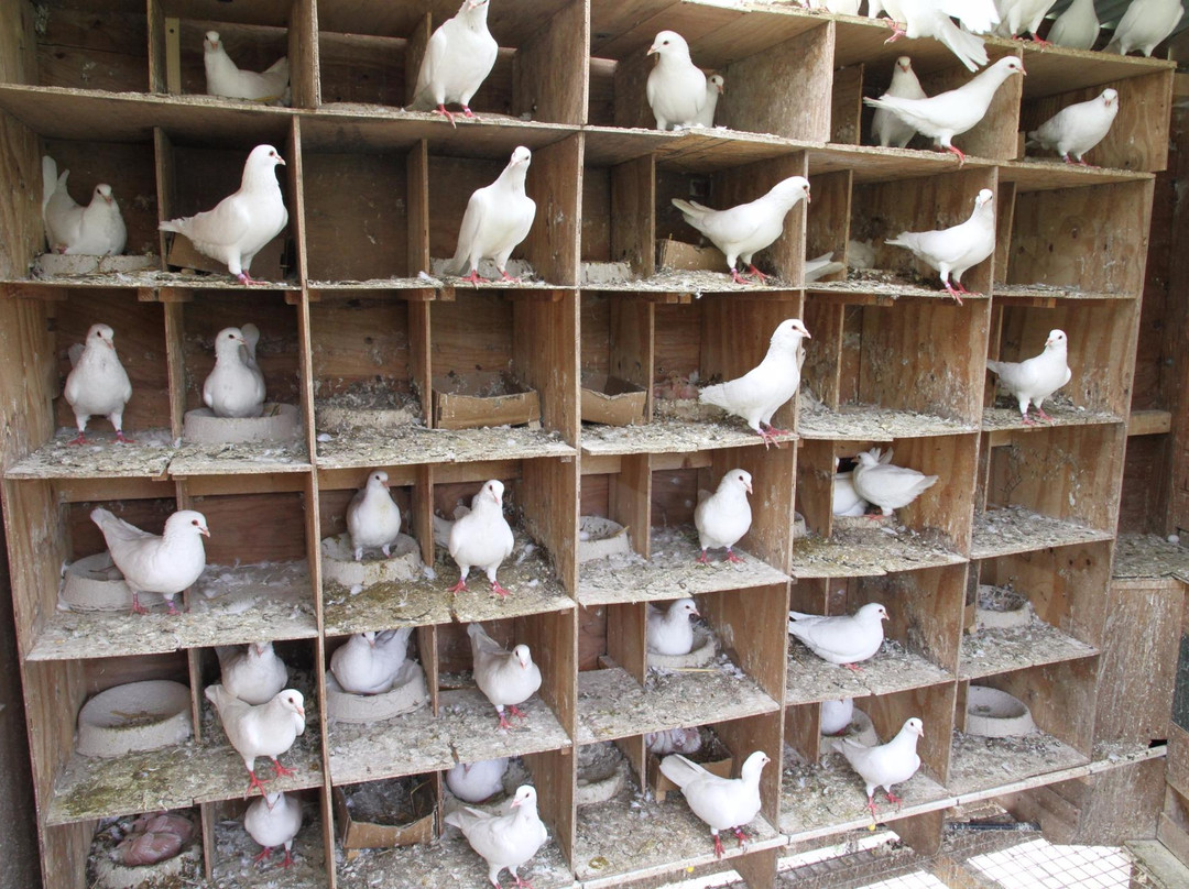 Les Pigeons de Mesquer景点图片