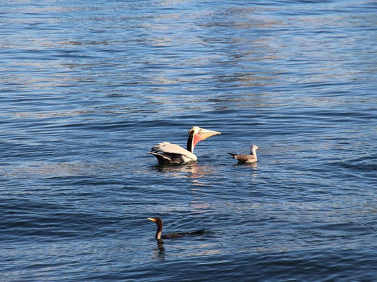 Bayshore Bikeway-Imperial Beach必去景点
