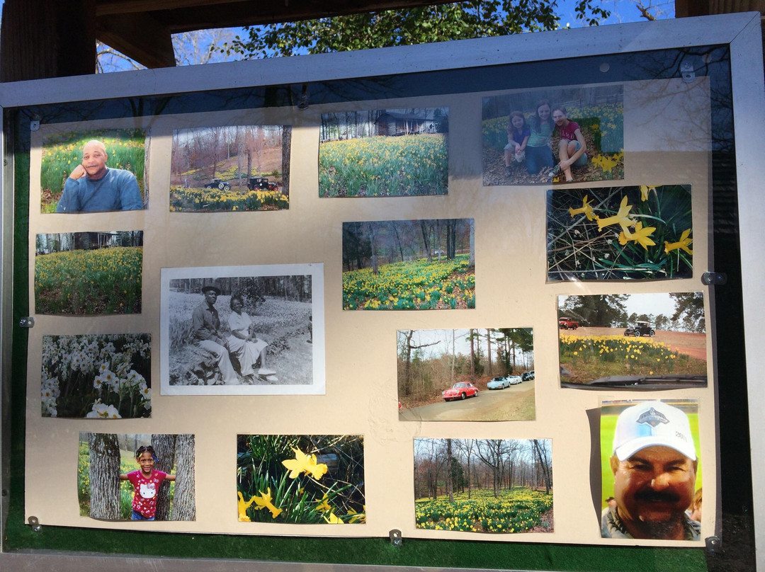 Mrs. Lee's Daffodil Garden-Gladewater必去景点