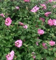 Sainte Soulle酒店住宿-A l'Ombre du Figuier