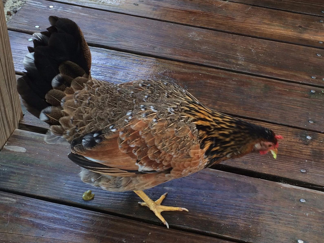 Cooper Island-英属维尔京群岛必去景点