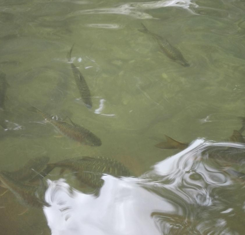 Ton Pariwat Waterfall-攀牙必去景点