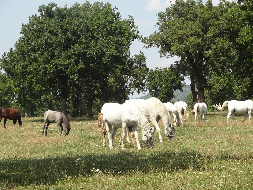 Lipica Stud Farm - Kobilarna Lipica景点图片