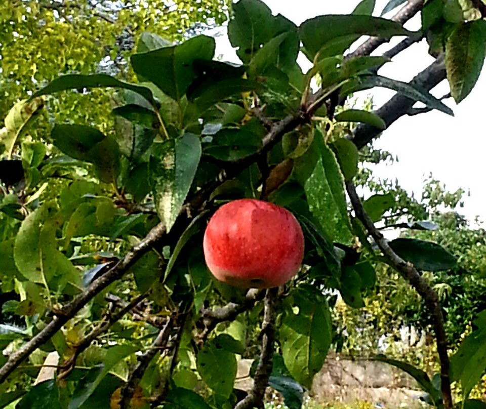 Il Trullo Veltrico主图