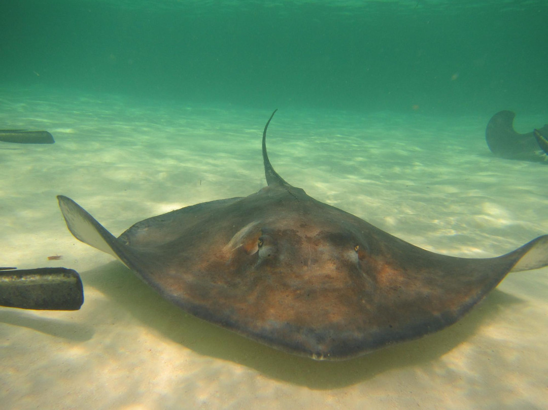 Stingray City Bahamas-新普罗维登斯岛必去景点