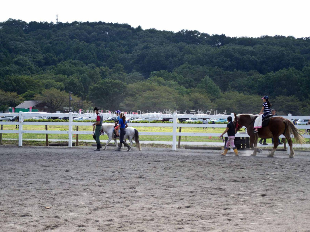 Sashima Horse Farm-日高市必去景点