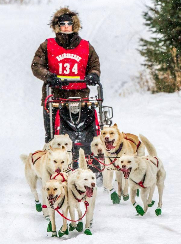 Hilltown Sleddogs景点图片