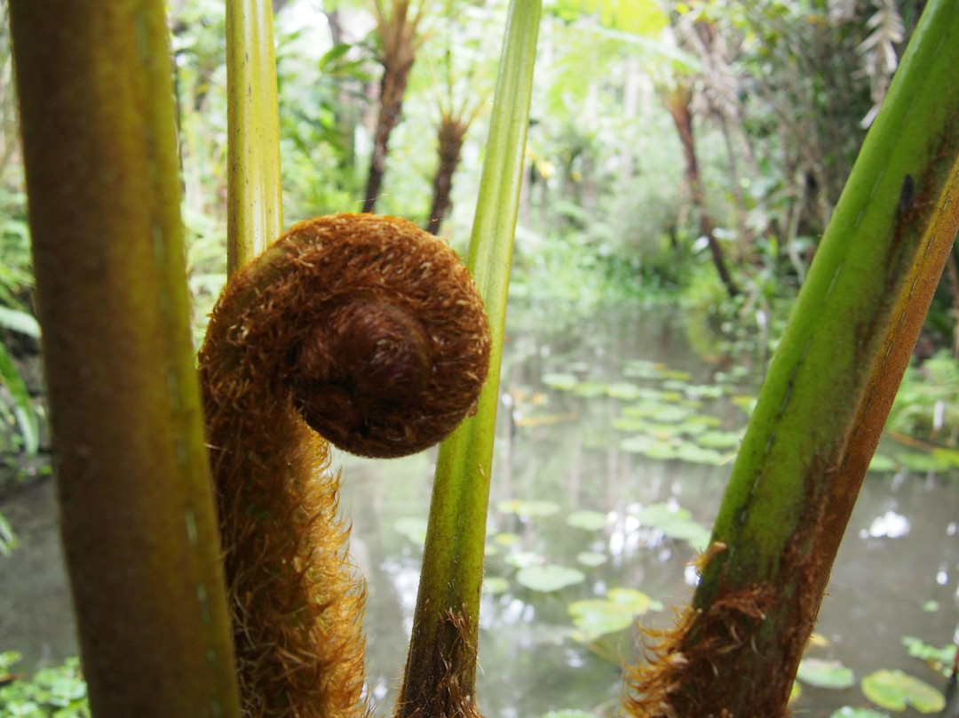 Yakushima Fruit Garden-屋久岛町必去景点