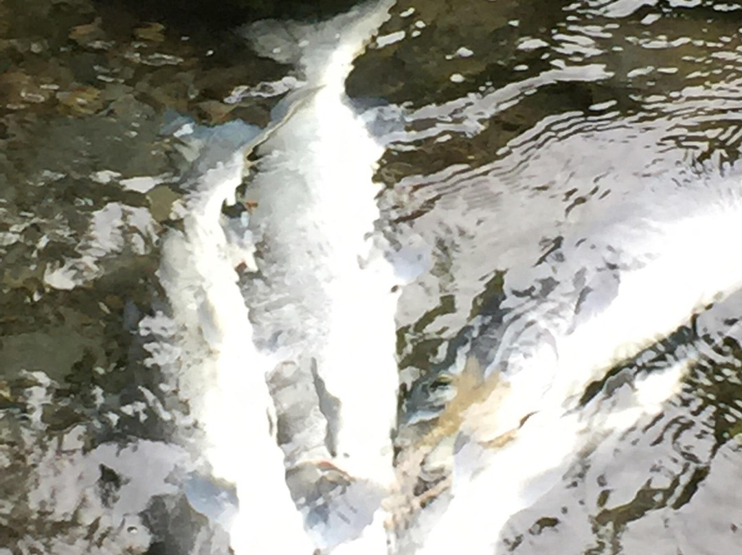 Kenai Cache Outfitters-Cooper Landing必去景点