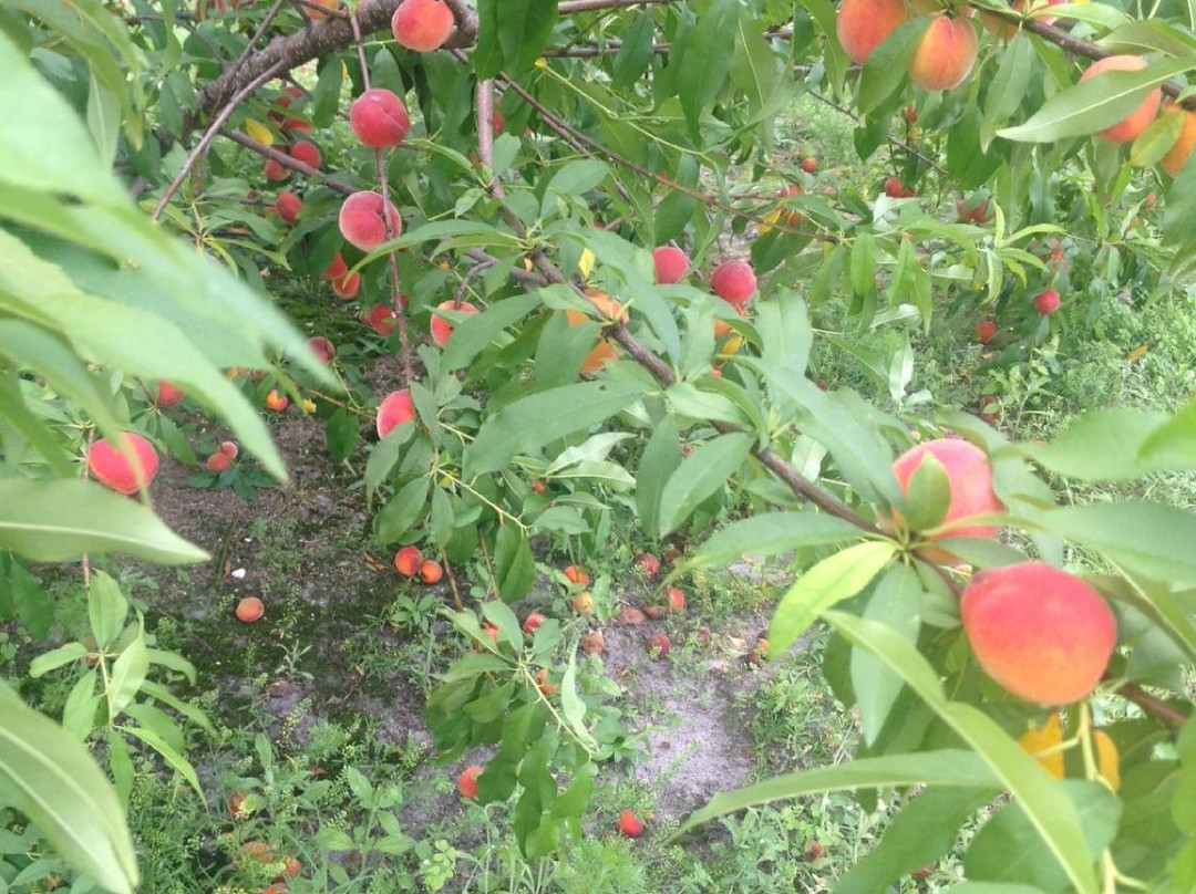 Premium Peach-圣克劳德必去景点