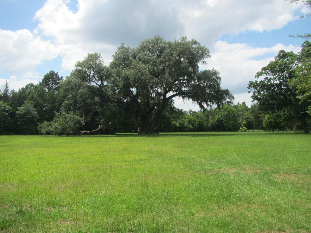 Cellon Oak Park景点图片