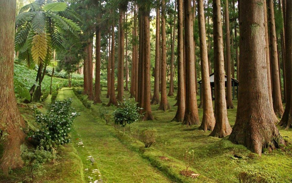 Reserva Florestal de Recreio de Fontinhas景点图片