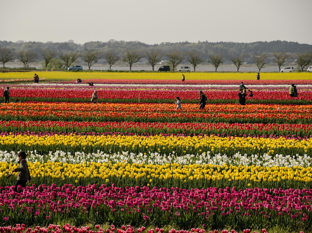 Sakura Tulip Festa-佐仓市必去景点