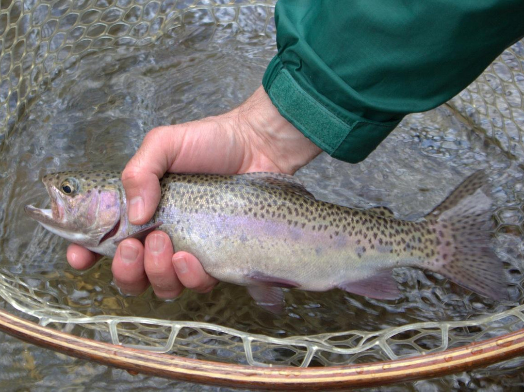 Trout Zone Anglers, LLC-Crossville必去景点