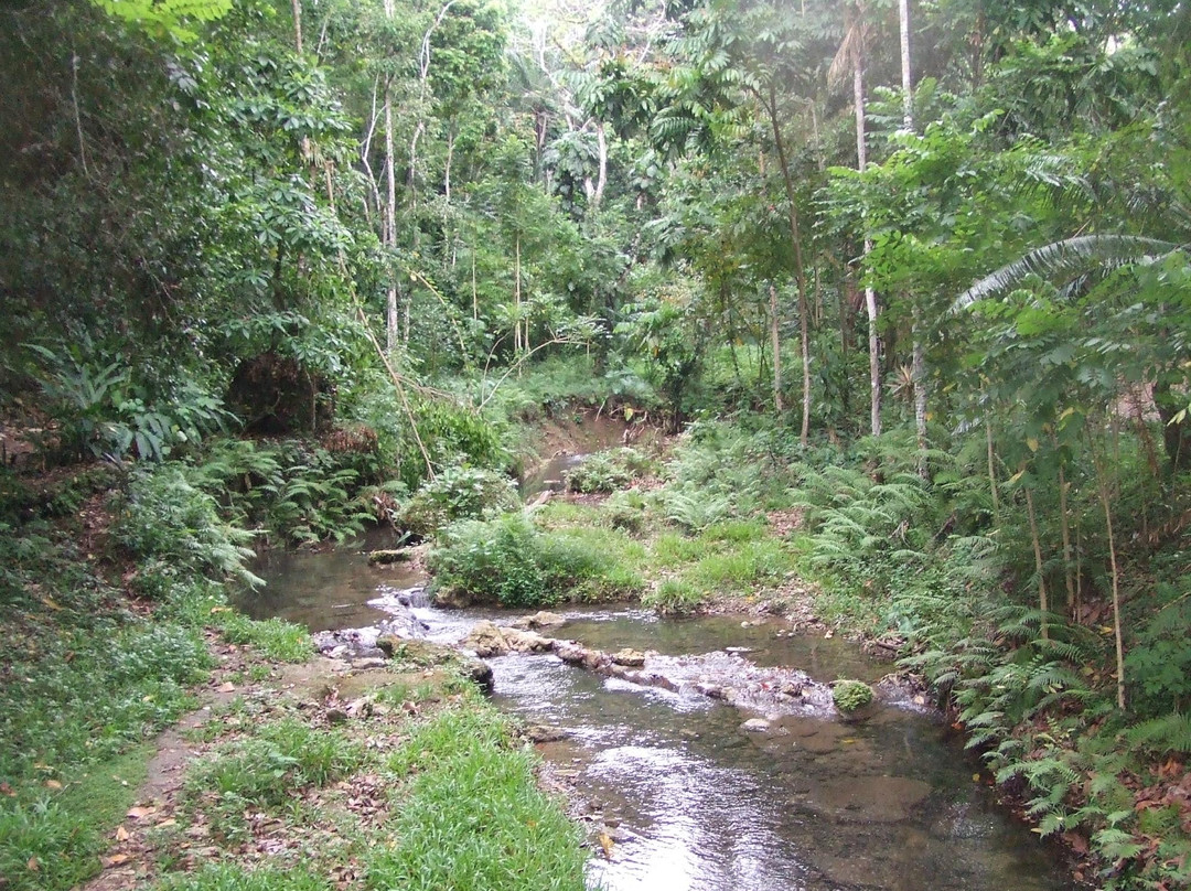 Honiara Botanical Gardens景点图片