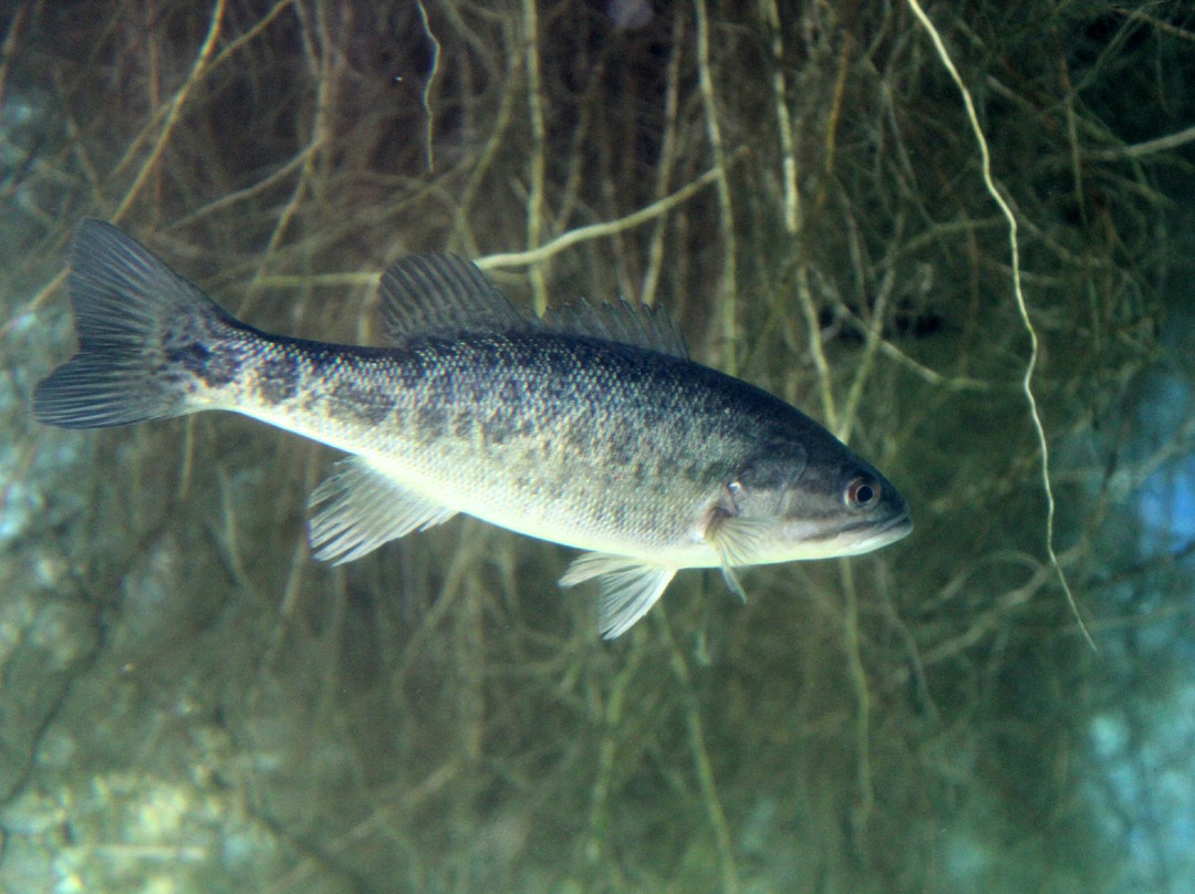 Go Fish Education Center-Perry必去景点