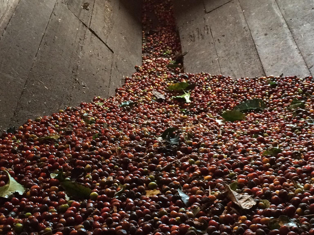 Hacienda El Sinai-Chinchina必去景点