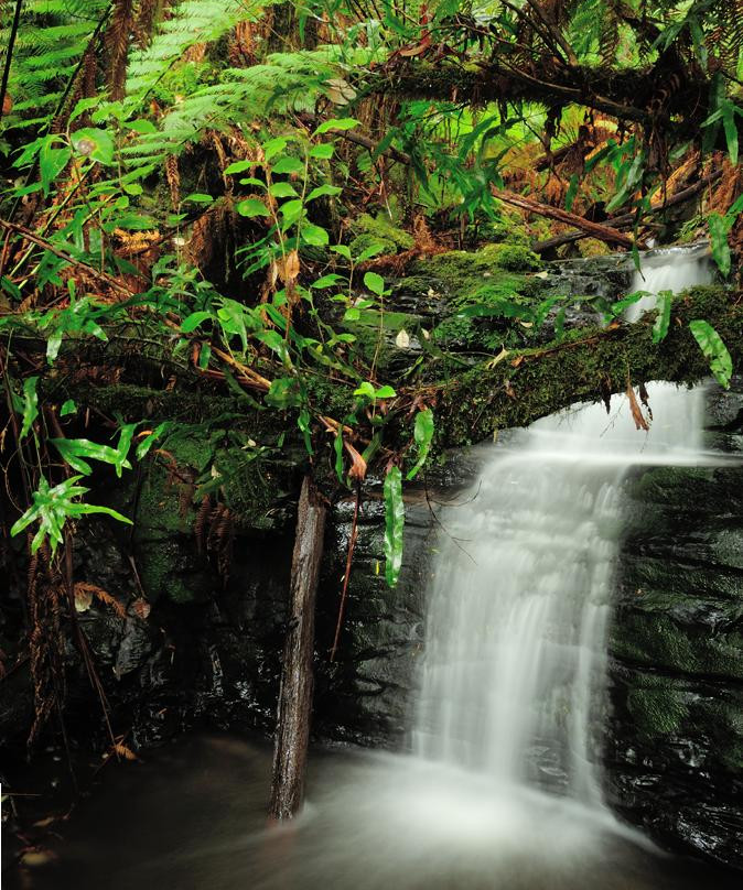 Great Otway National Park景点图片