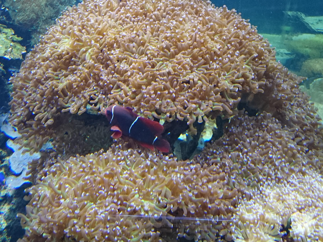 Acuario de la Universidad de Murcia-穆尔西亚必去景点