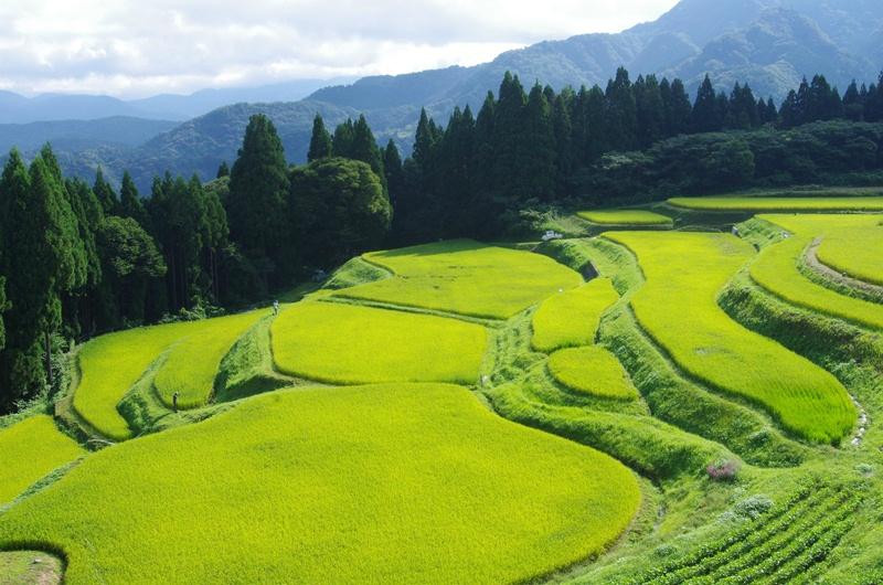 Rice terrace, Mt.Ue-香美町必去景点