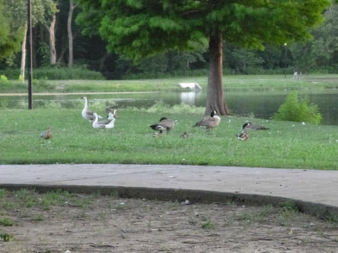 Towne Lake Recreation Area-麦金尼必去景点