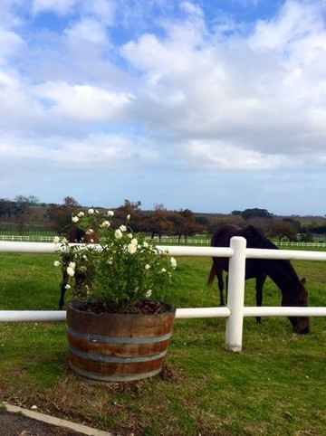 Avontuur Wine Estate-西索美塞必去景点