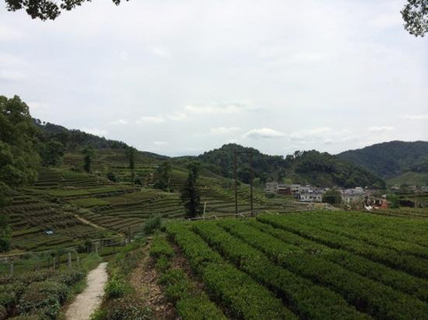 梅家坞-杭州市必去景点