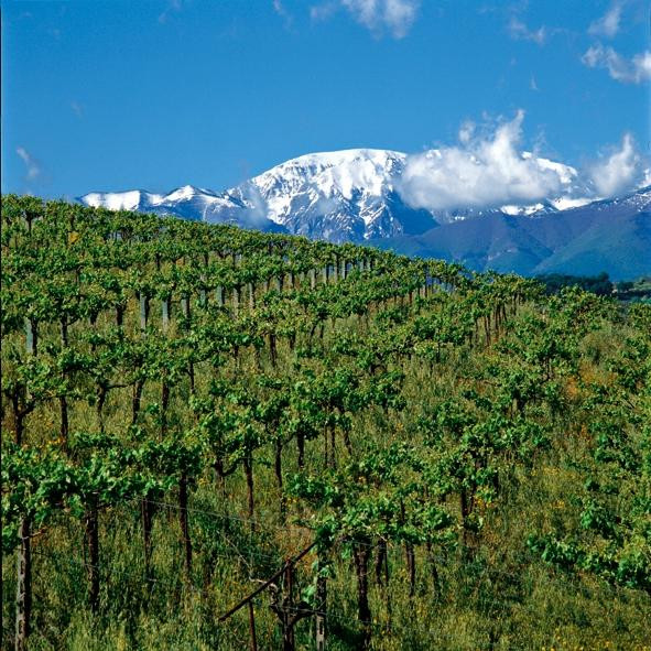 Fattoria Licia景点图片