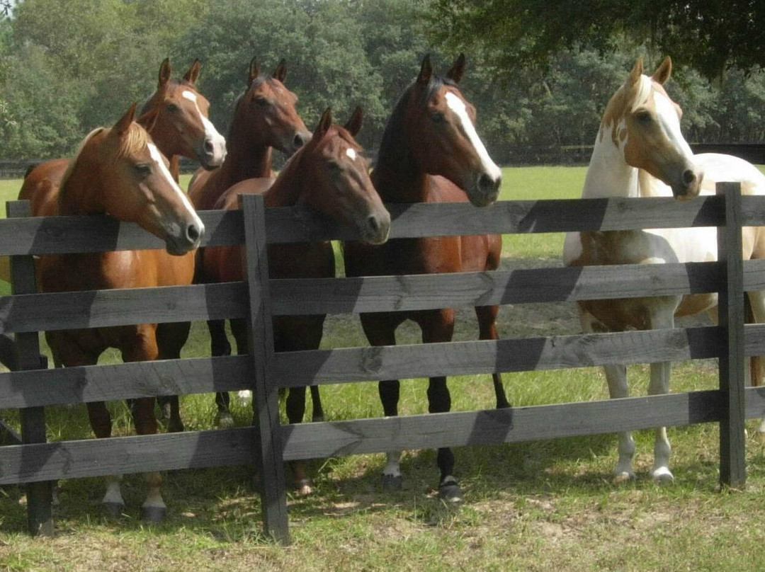 Happy Acres Ranch-Dunnellon必去景点