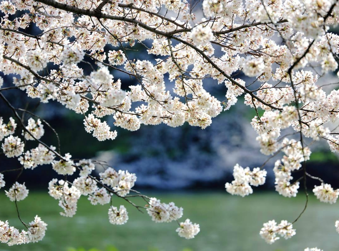 Chidoriga-fuchi Park-Kojimachi必去景点
