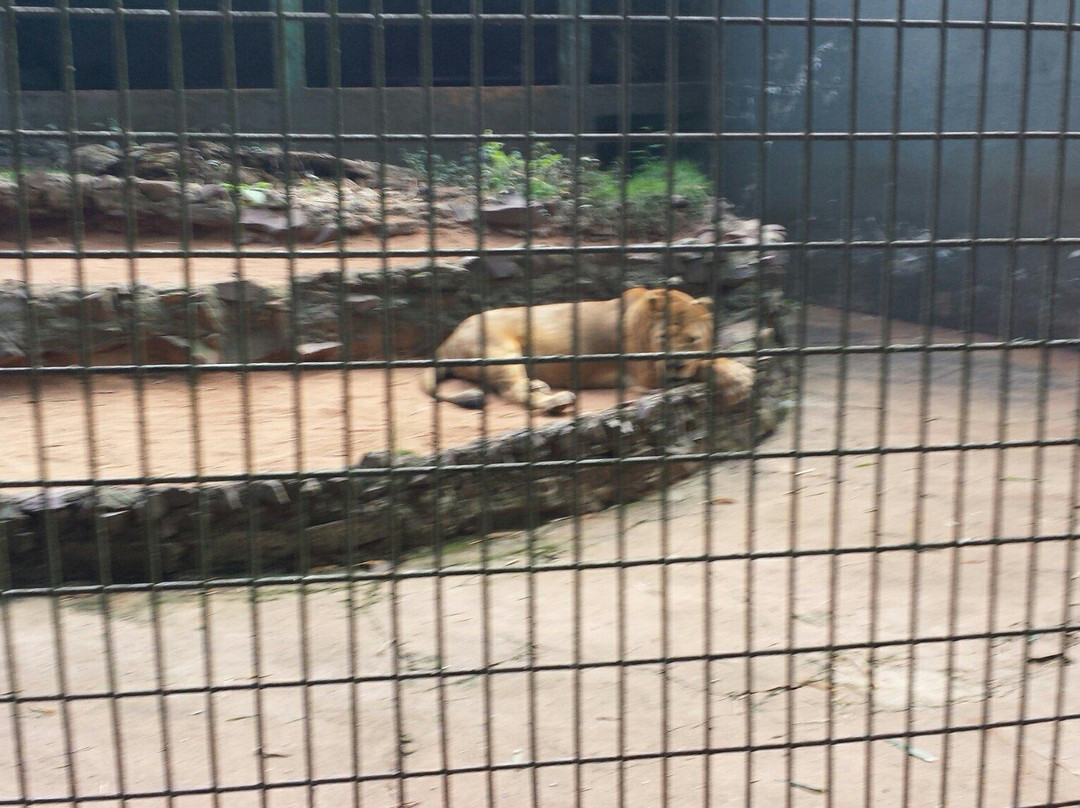 Zoologico Municipal de Cascavel - Danilo José Galafassi-Cascavel必去景点