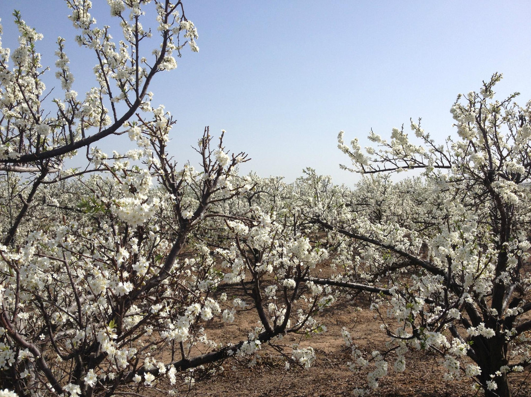 Noams' Artichokes-Kiryat Gat必去景点