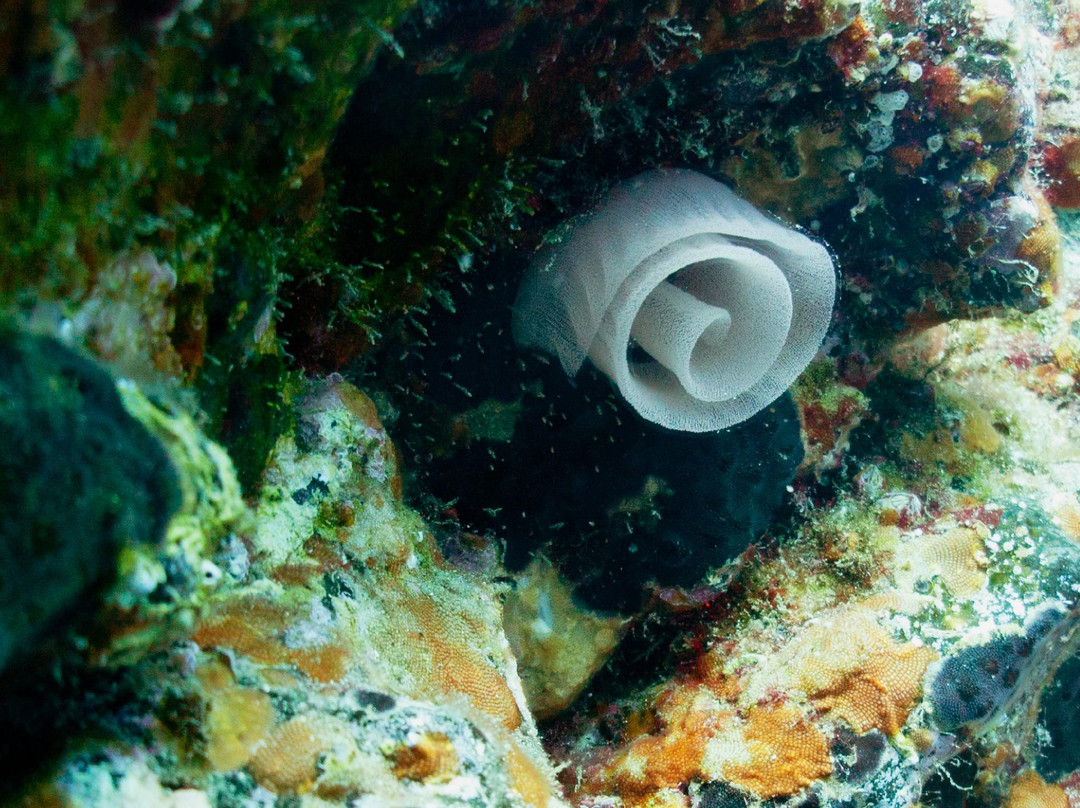 Amarilla Divers-Los Abrigos必去景点