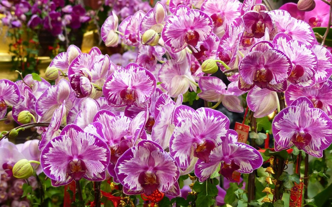 花墟道-香港必去景点